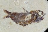 Two Cretaceous Fossil Fish (Armigatus) - Lebanon #110839-3